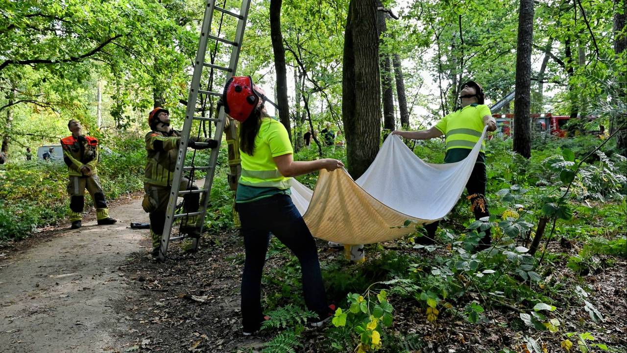 De kittens werden opgevangen in een doek (foto: Toby de Kort / Persbureau Heitink).