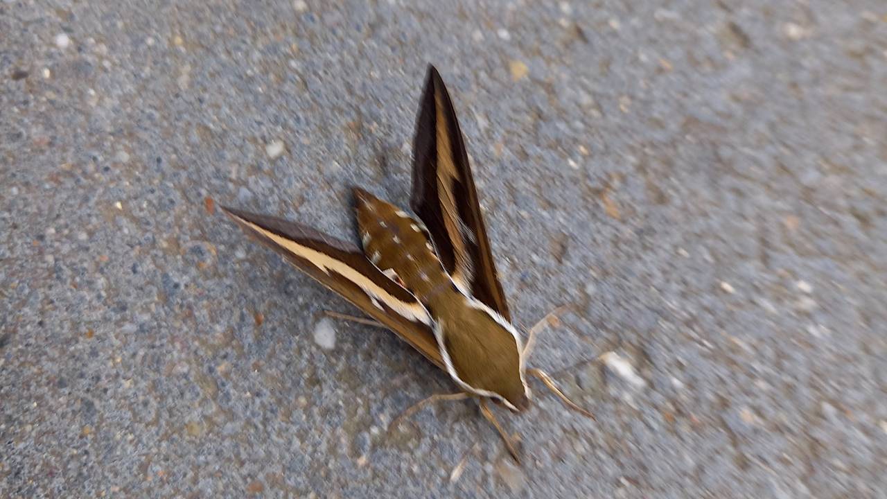 Maya Maes kwam deze bijzondere vlinder tegen en die zie je niet vaak.