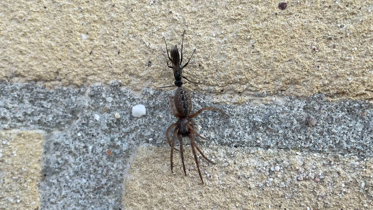 Een spinnendoder met een muurzesoog (foto: Bertina de Smet).