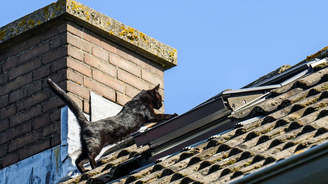 Foto: Tom van der Put/Persbureau Heitink.