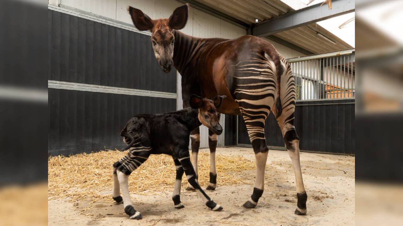 Trotse mama met kind (foto: Beekse Bergen/Mariska Vermij-van Dijk).