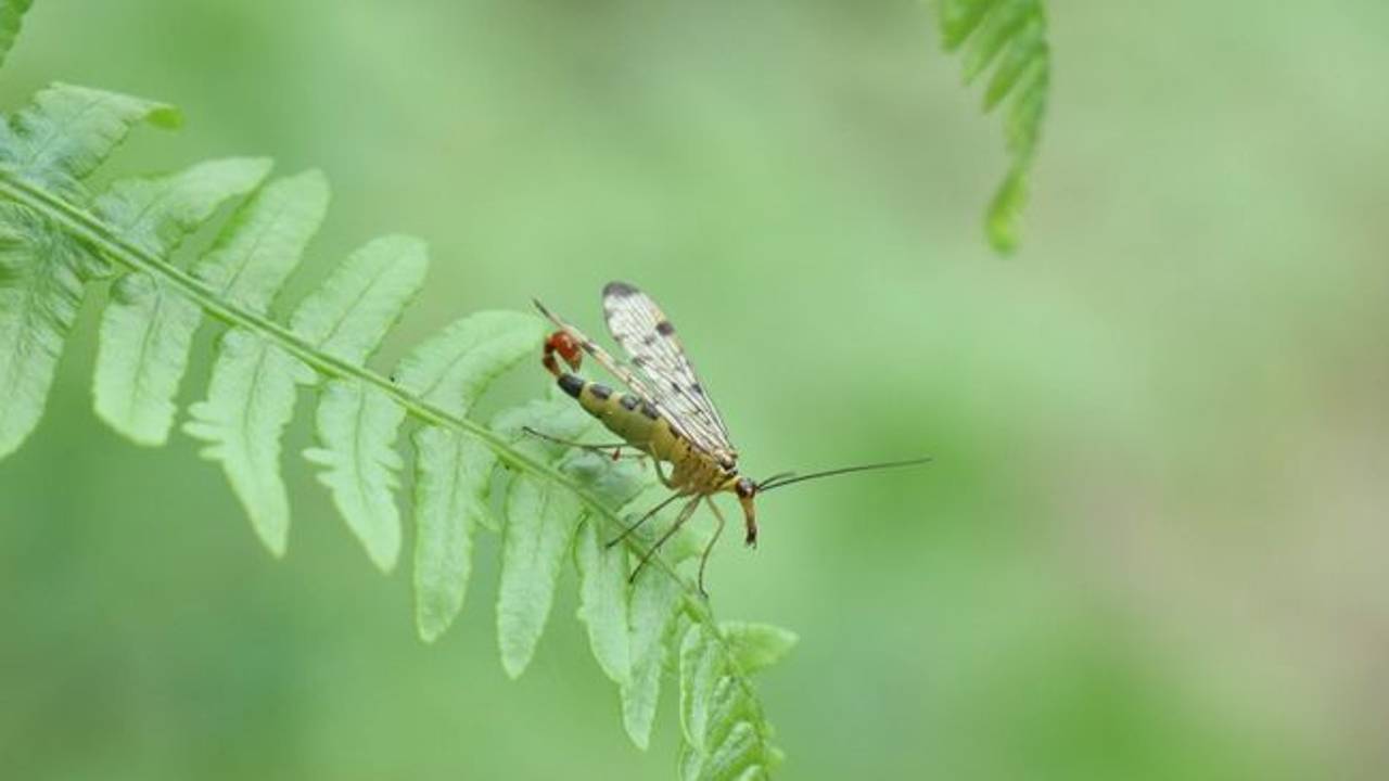 Het mannetje van de schorpioenvlieg (foto: Michel Felten).