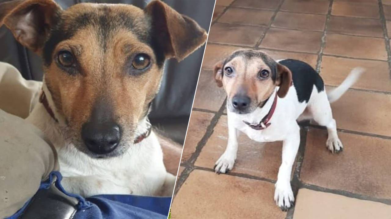 Jack Russel Lotje (privéfoto).