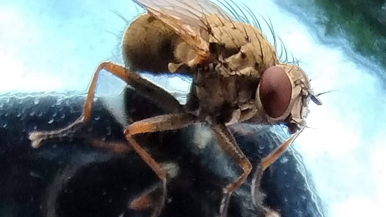 Deze killervlieg is minder vervelend voor ons dan je zou denken (foto: Léon Beelen).