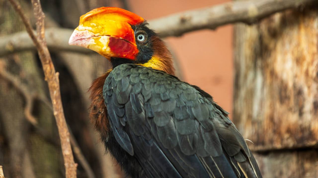 Een neushoornvogel, foto ter illustratie. (Foto: ANP)