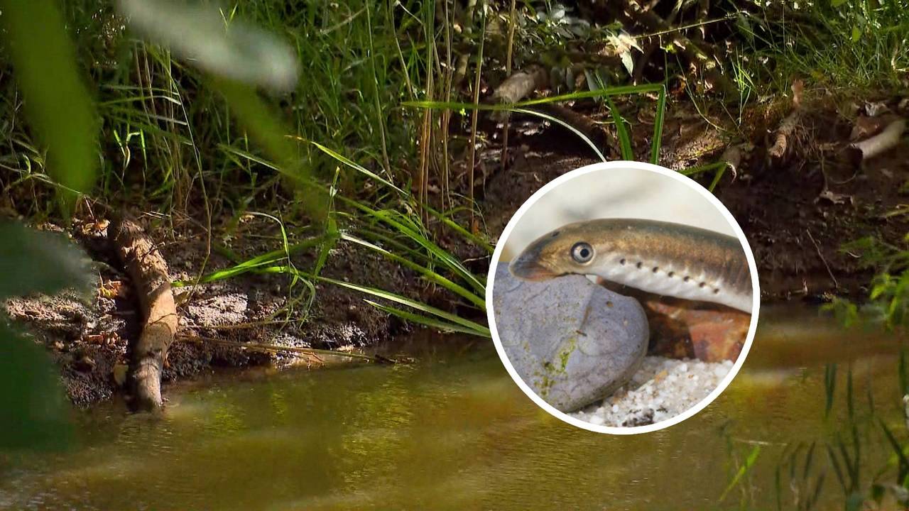De beekprik heeft het zwaar in de Beekloop.