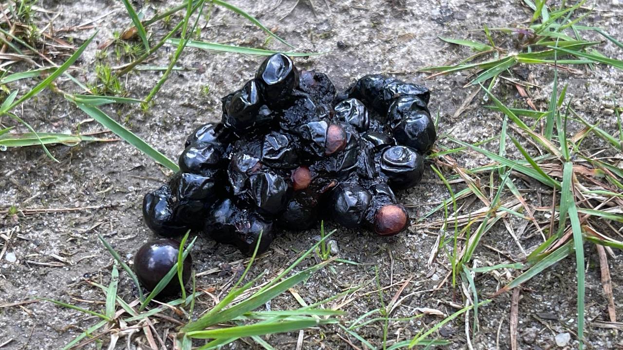Een steenmarterdrol met kersenpitten (foto: Hans van Drunen).