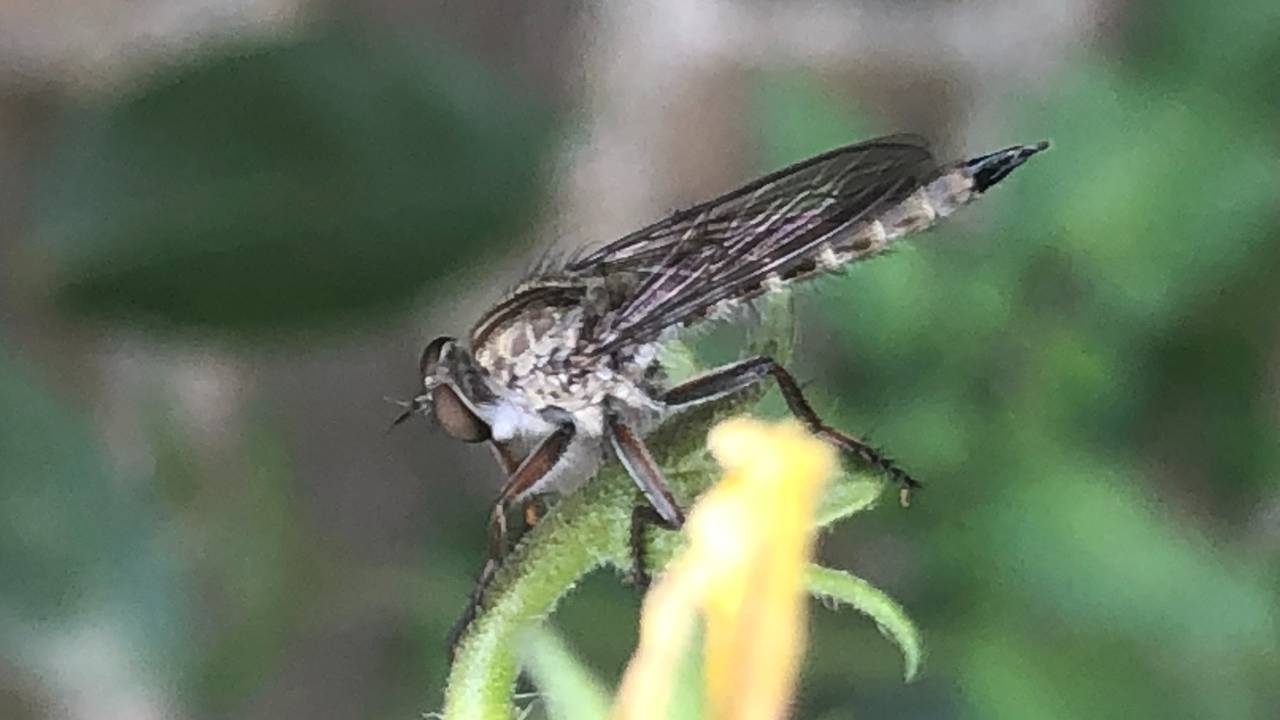 Een gewone roofvlieg (foto: Jan Baartmans).