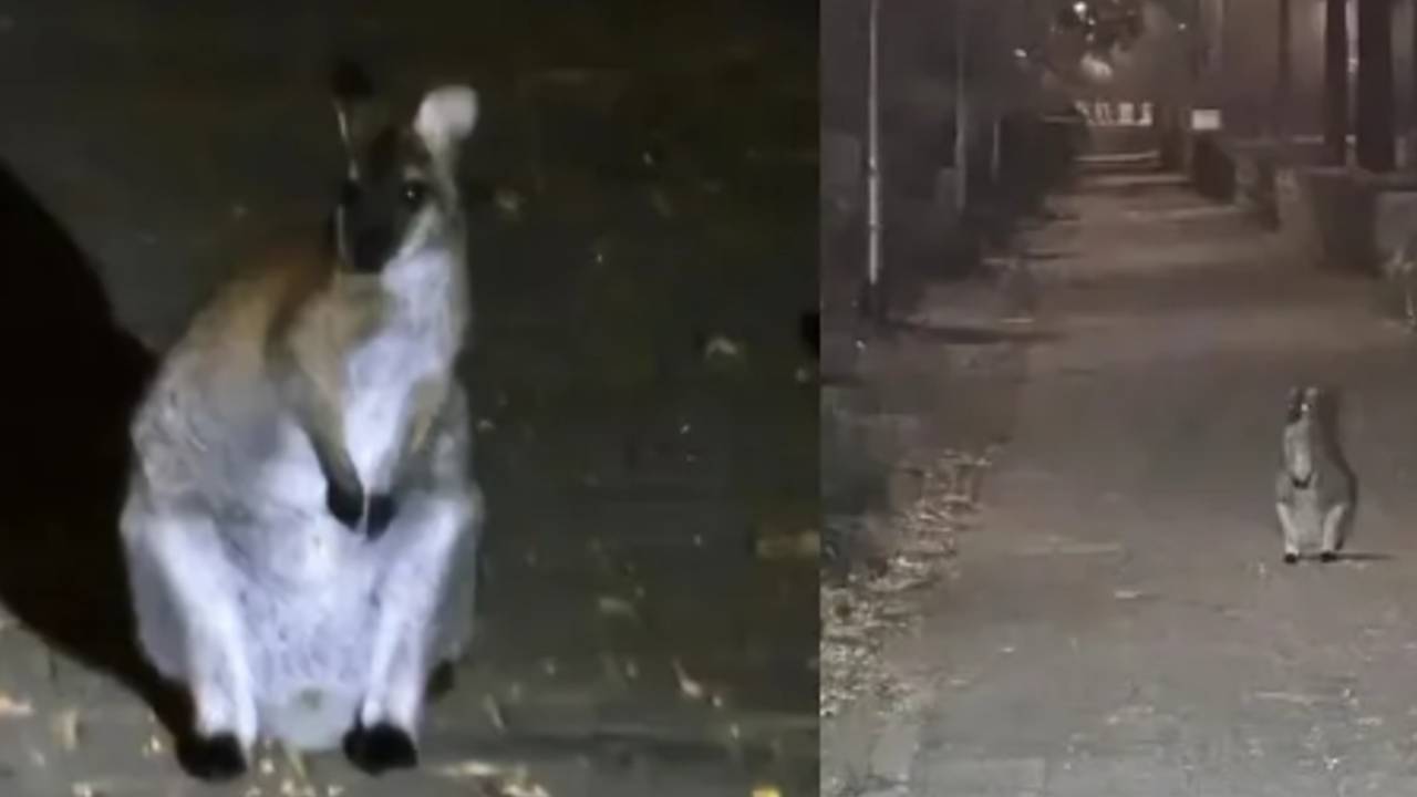 De loslopende wallaby. (Foto: Instagram politie).