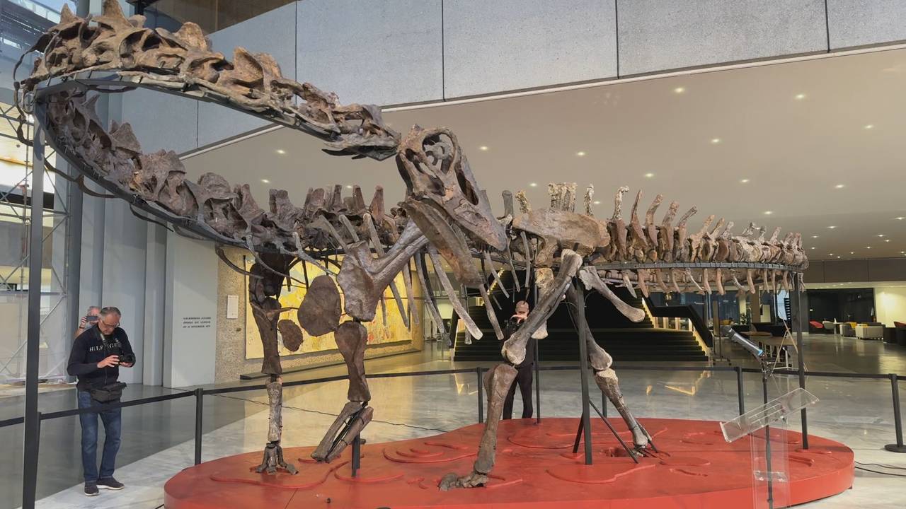 In het provinciehuis is een dinosaurus van twintig meter lang te vinden (foto: Wilco Zonneveld).