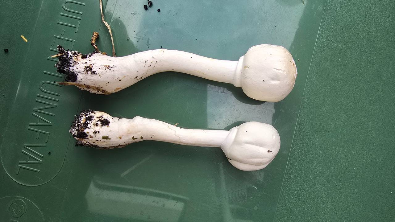 De paddenstoelen die Jack vond, lijken op champignons, maar zijn het zeker niet (foto: Jack).