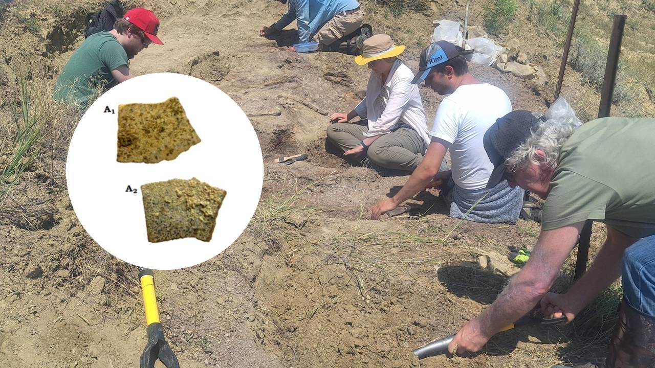 René vond het stukje tijdens zeefwerkzaamheden in de Amerikaanse staat Wyoming (foto: Oertijdmuseum).