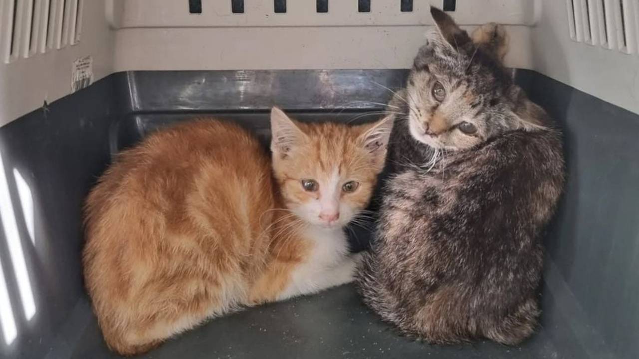 Bijna alle katten en kittens zijn in beslag genomen (foto: politieteam Roosendaal).