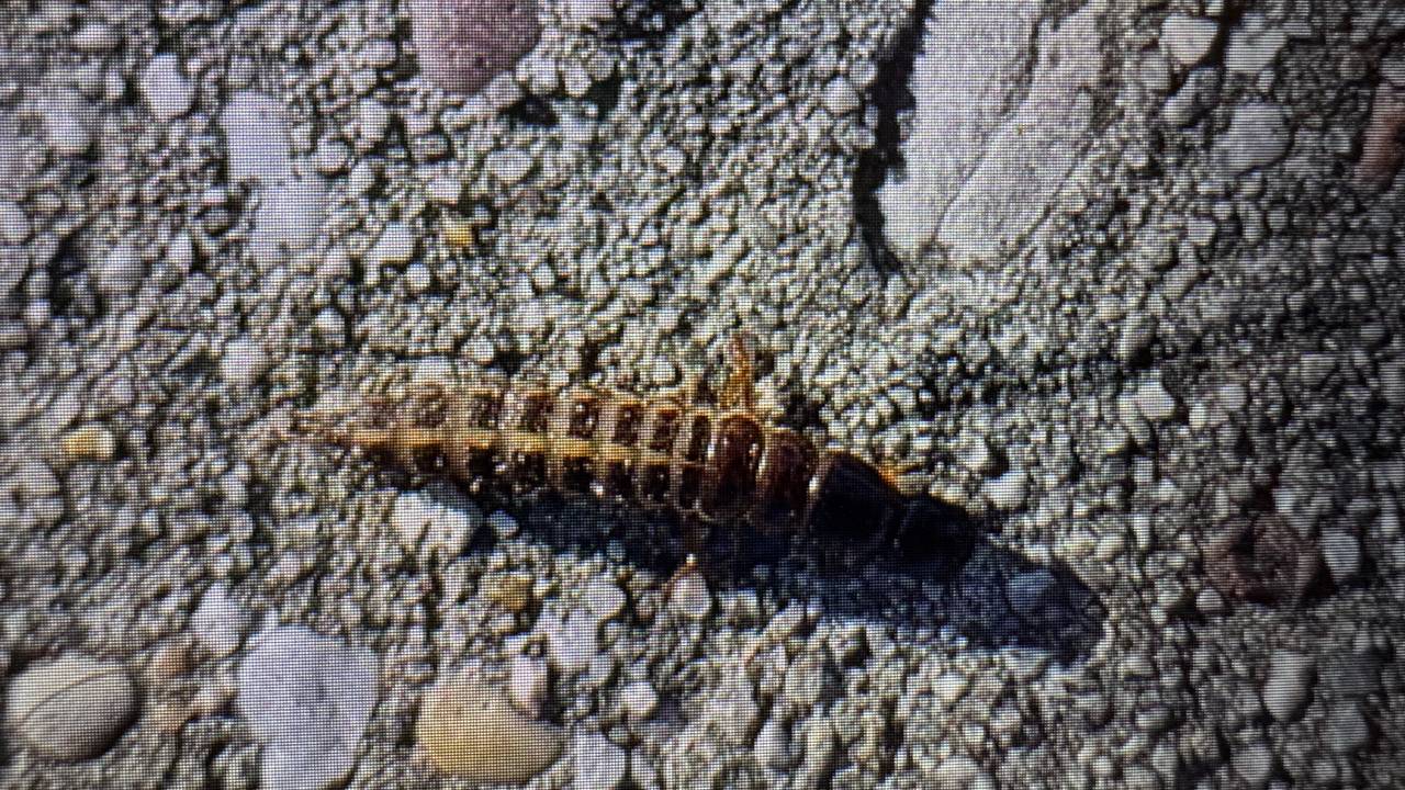 Over het fietspad kroop geen gewone larve (foto: Fons Metsaars).