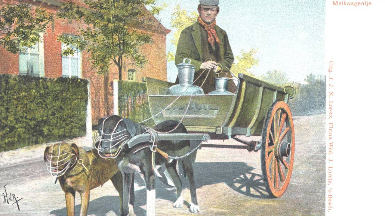 De hondenkar (foto:  Herman de Ruiter/BHIC).