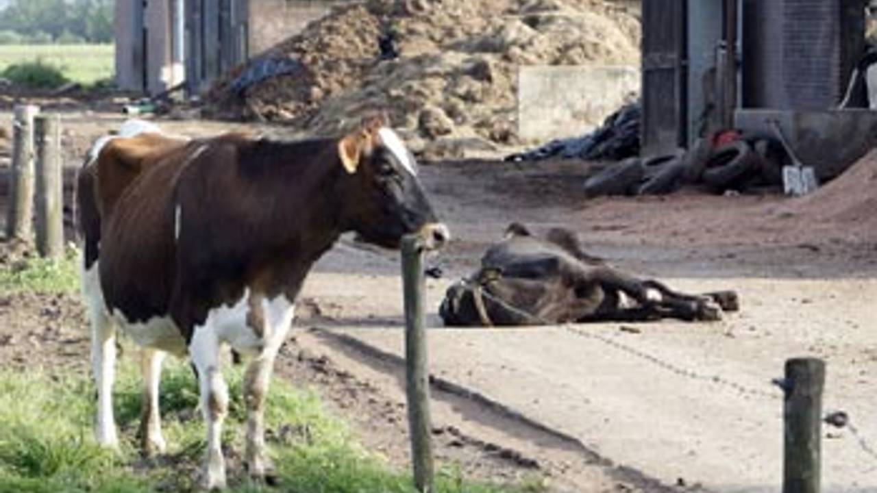 Op de boerderij werden kadavers van runderen aangetroffen (foto: Niels van Rooij).
