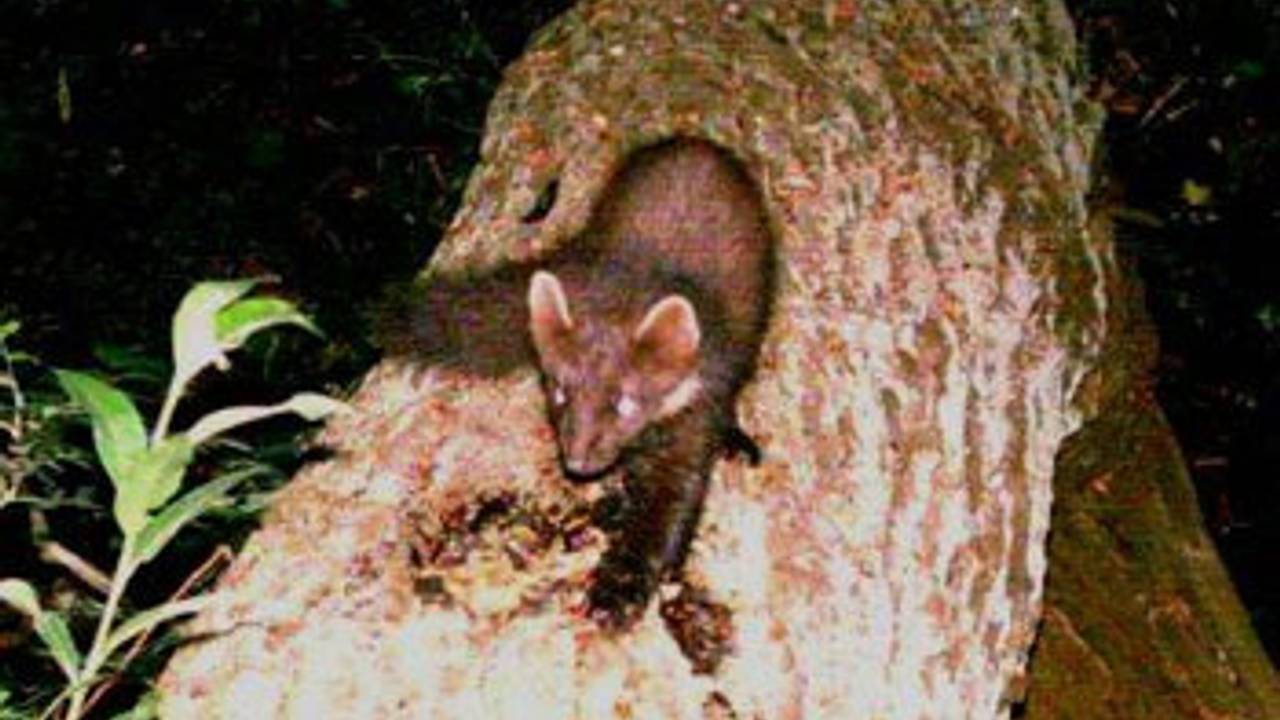 Eerste boommarter in de Biesbosch gezien 