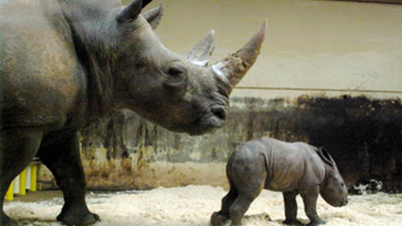 De neushoornbaby in de Beekse Bergen