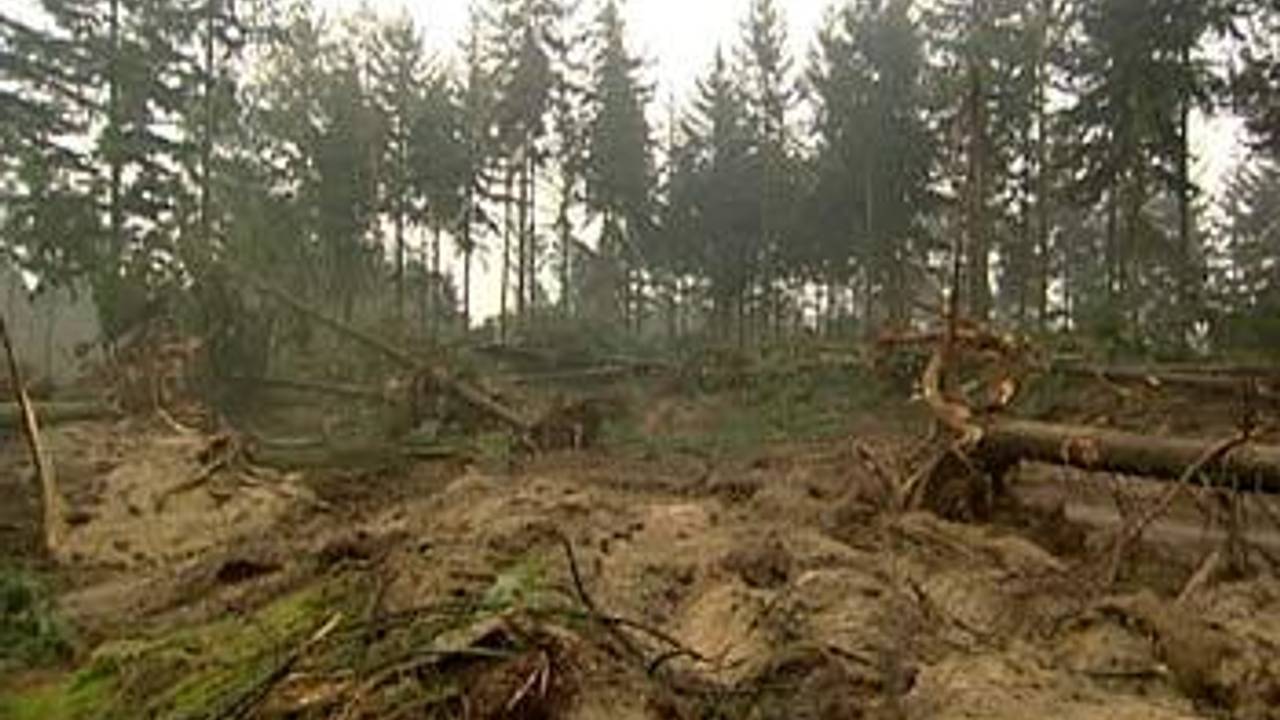 De gemeente ruimt zo nu en dan dood hout op.
