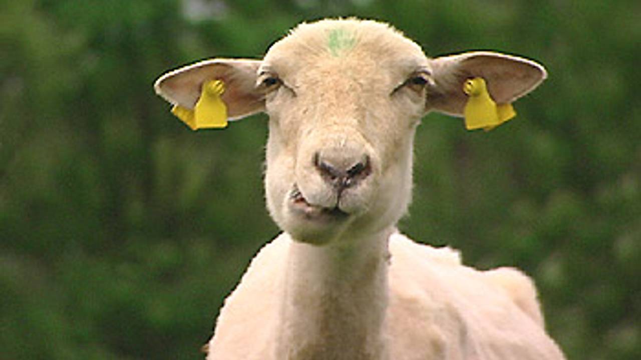 Landelijk project voor het welzijn van dieren.