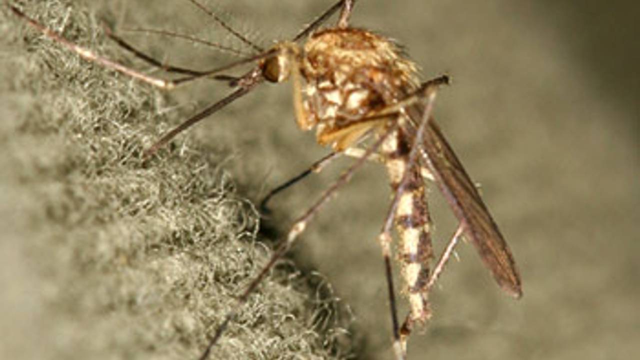 De Rock Pool Mosquito is in Brabant aangetroffen