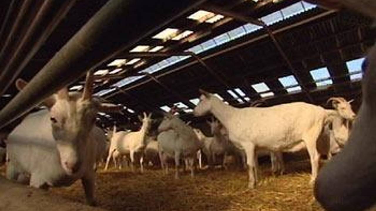 Het onderzoek start als de hectiek rondom de bestrijding van de Q-koorts is afgenomen.
