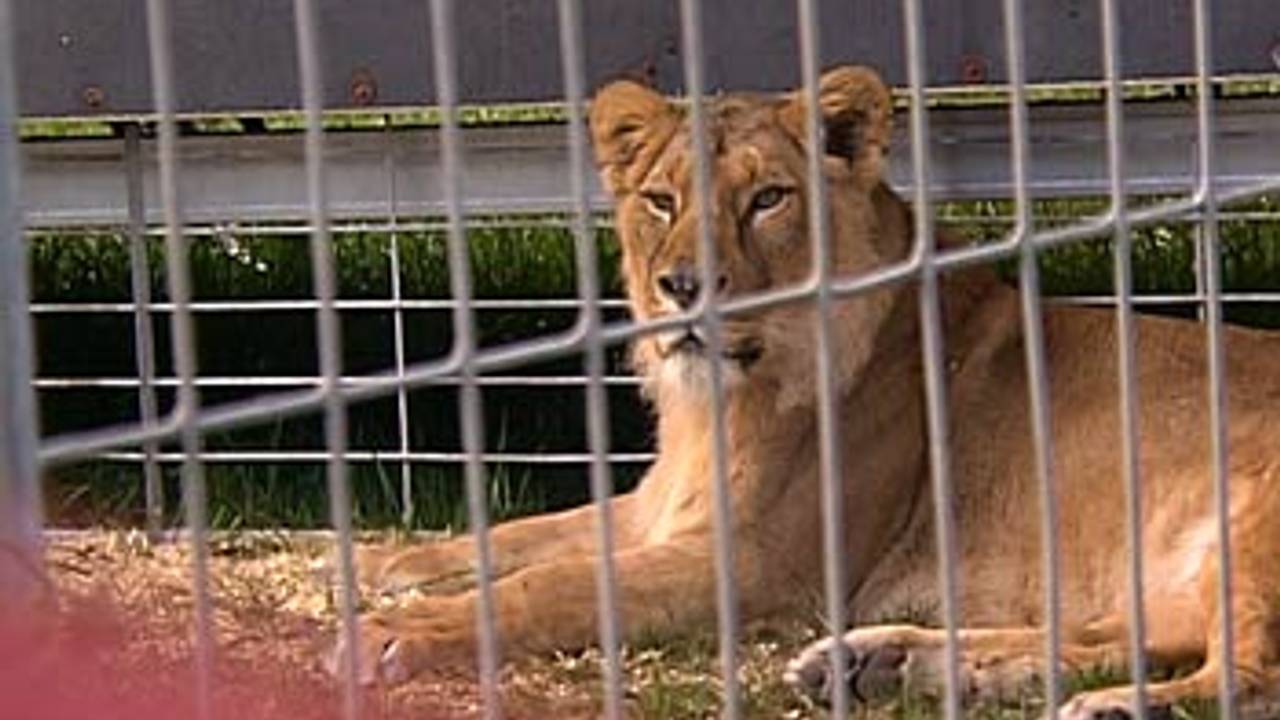 Volgens onderzoek staat dierenwelzijn door het circusleven onder druk.
