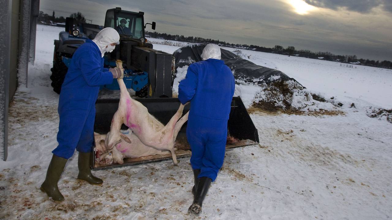 Duizenden geiten zijn de afgelopen weken geruimd. (Foto: ANP)