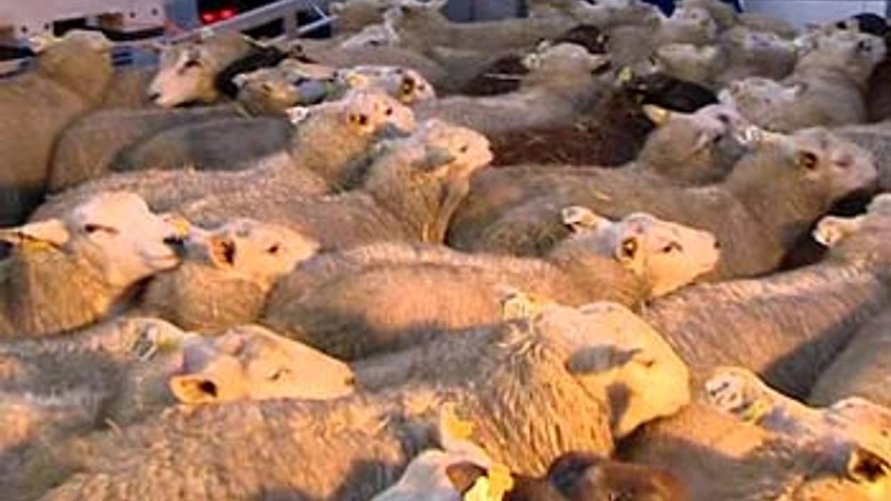 Waarschijnlijk moeten ook vleesschapen gevaccineerd worden.