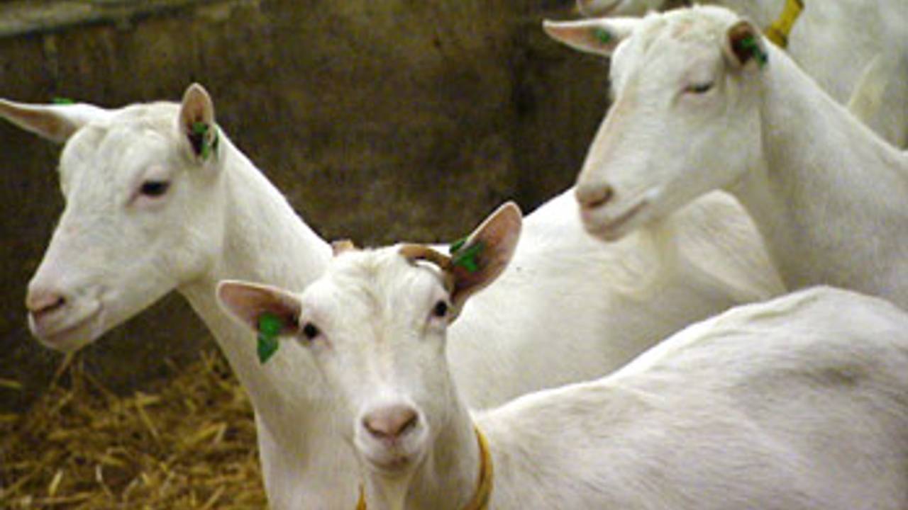 Q-koorts kan overgedragen worden via geiten