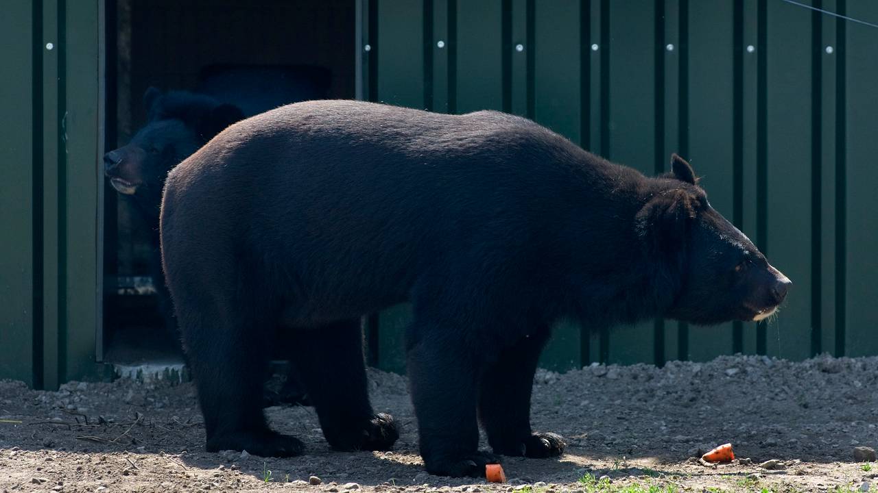 Een kraagbeer in Dierenrijk Nuenen (niet Ledna; foto: ANP).