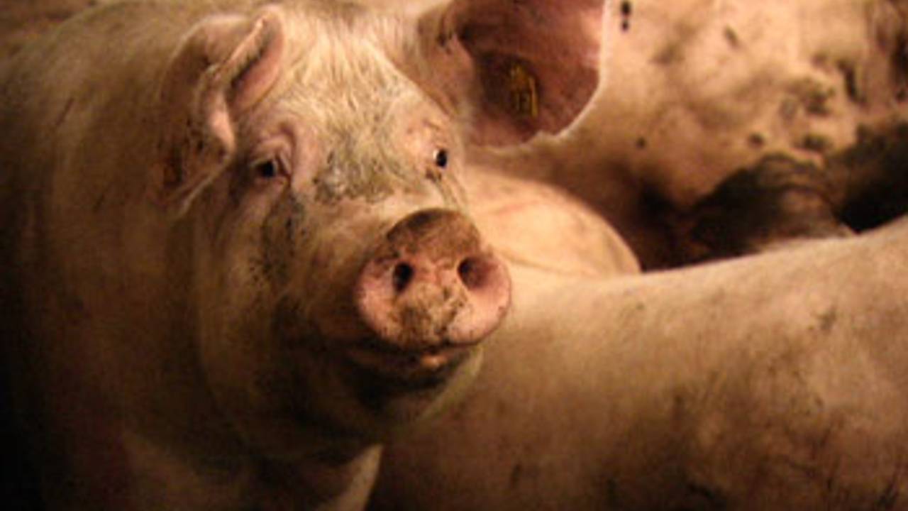 De varkens werden niet goed verzorgd.