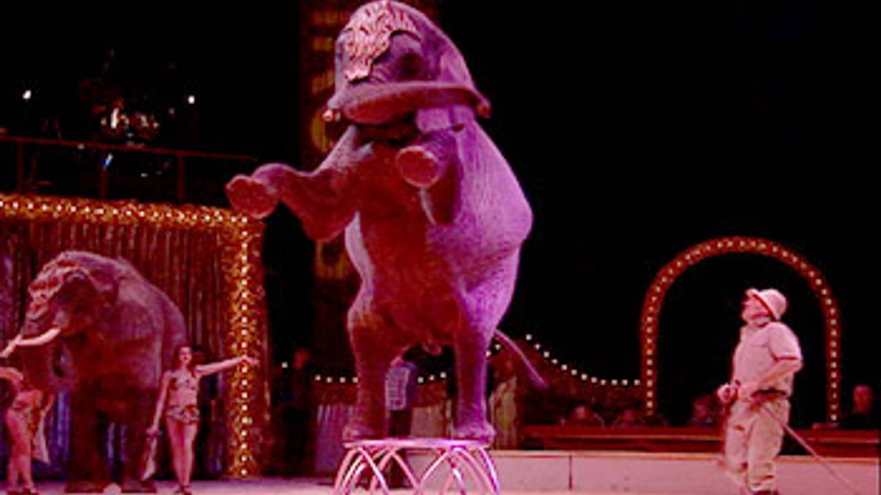 Circus in Oss is cultuur.