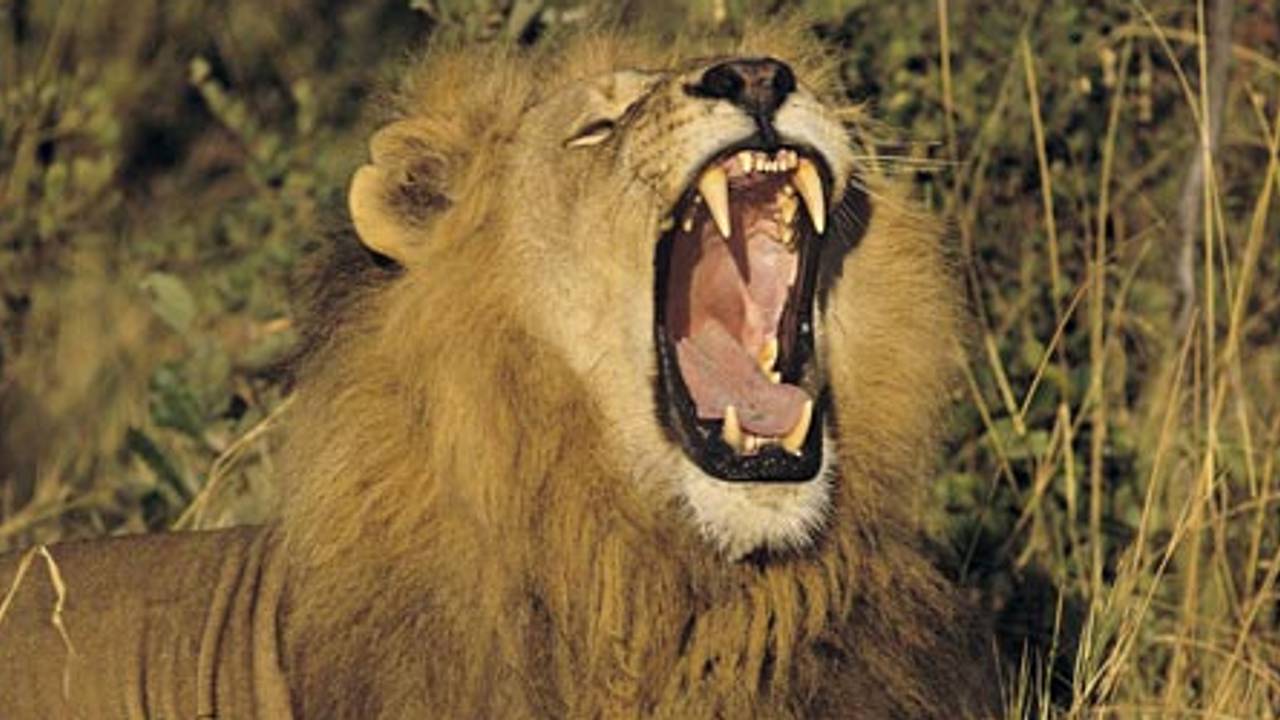 Laat de leeuw niet in zijn hempie staan!