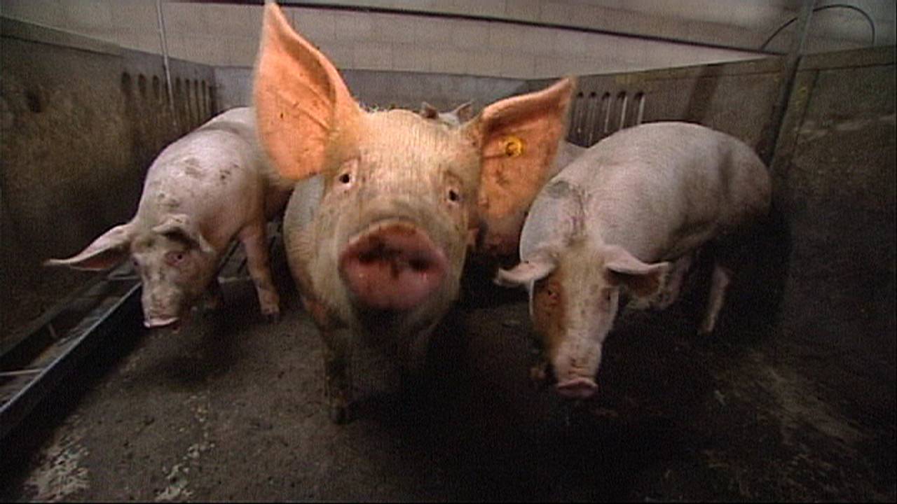 Toch meer varkens in Riethoven? (foto: archief).