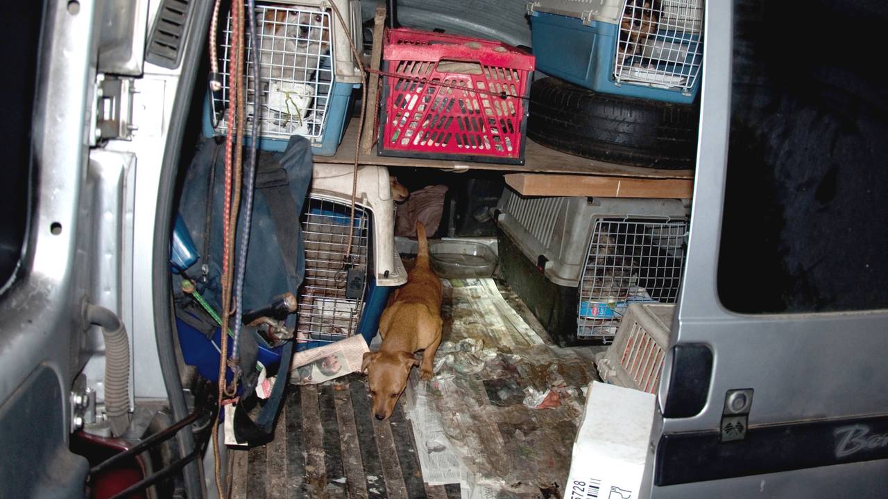 Slecht behandelde honden (foto: archief).