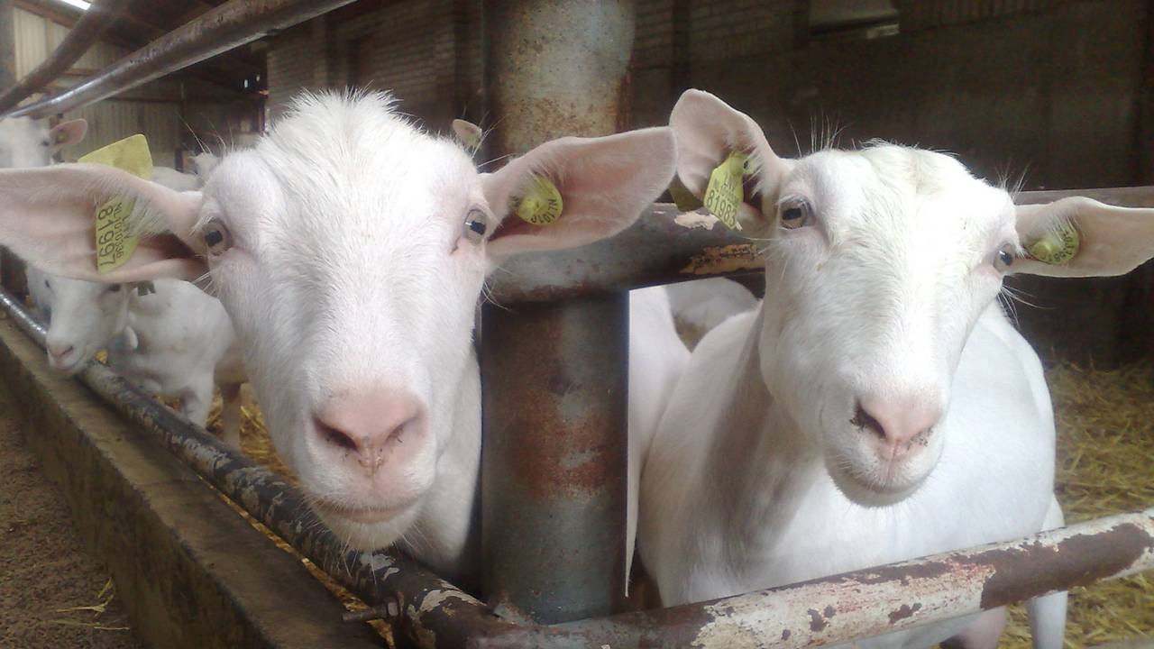 De Q-koortsbacterie kan vrijkomen bij bevallingen van geiten die de bacterie bij zich dragen.