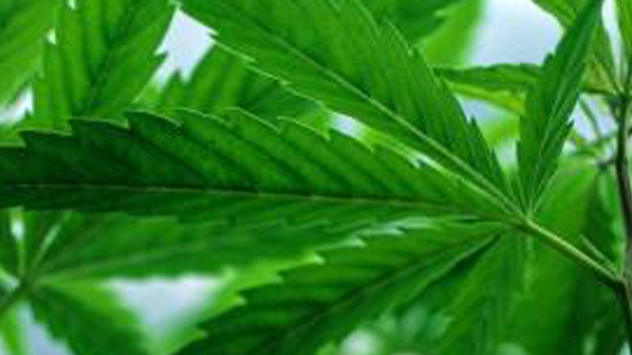De drugs zijn in beslag genomen.
