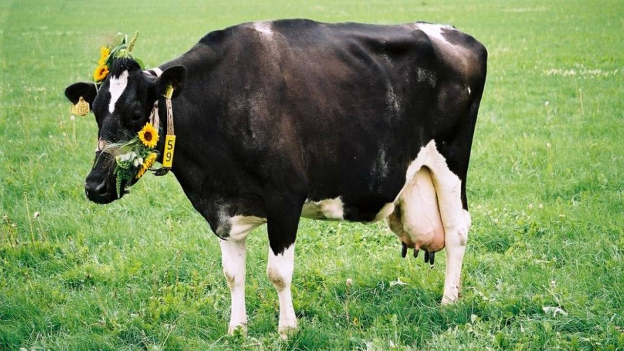 De oudste melkkoe