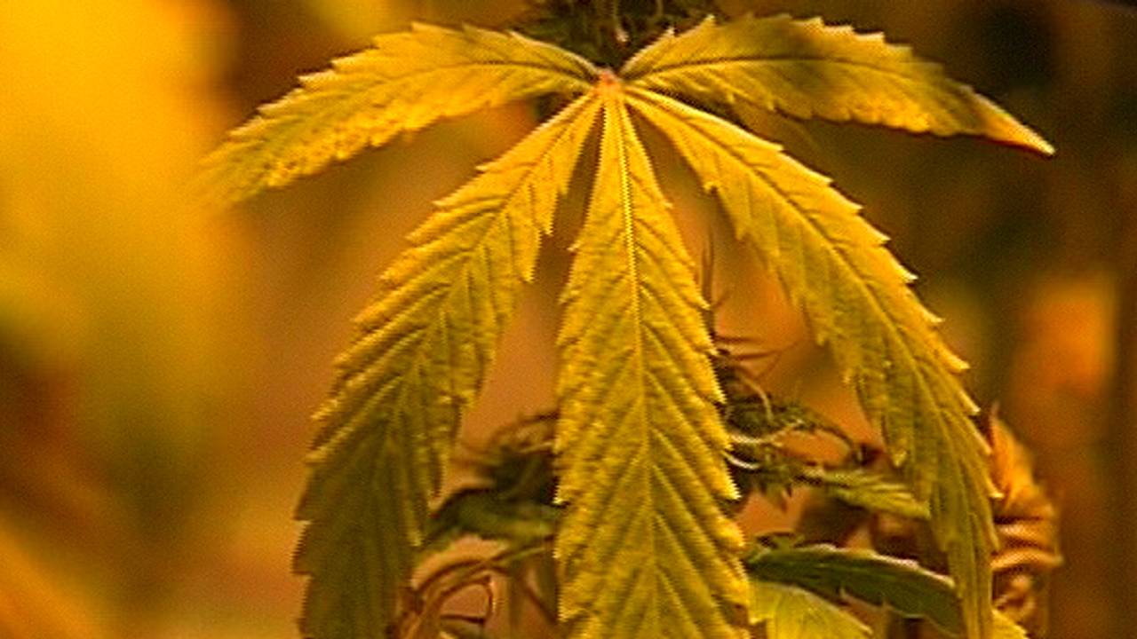 De wietteelt moet gereguleerd worden