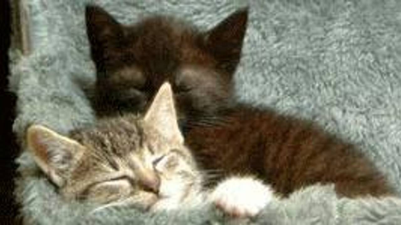 Verwaarloosde kittens in doos in Willemstad