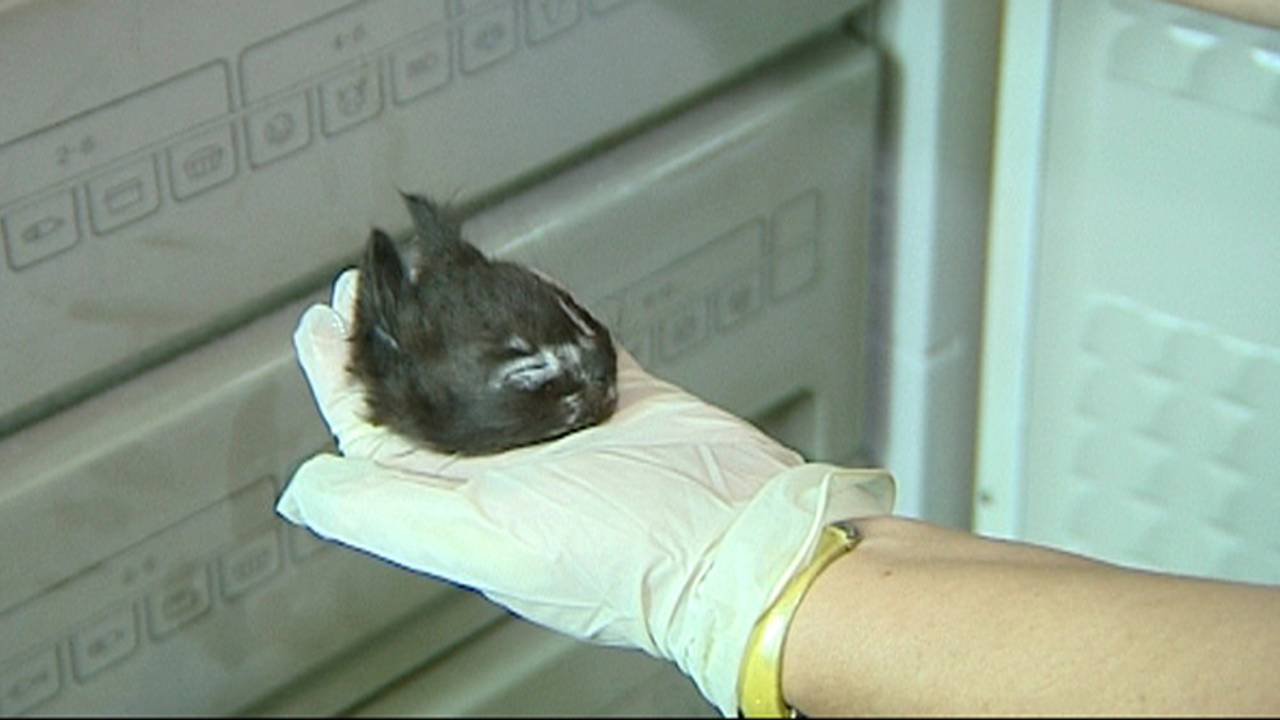 Kattenhoofdje dat vorige keer is gevonden.