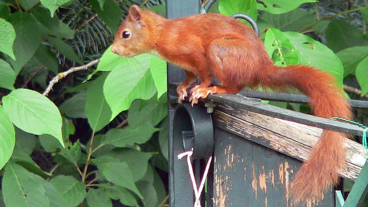 Zo zien ze 'm het liefst in de bossen: een gezonde eekhoorn.
