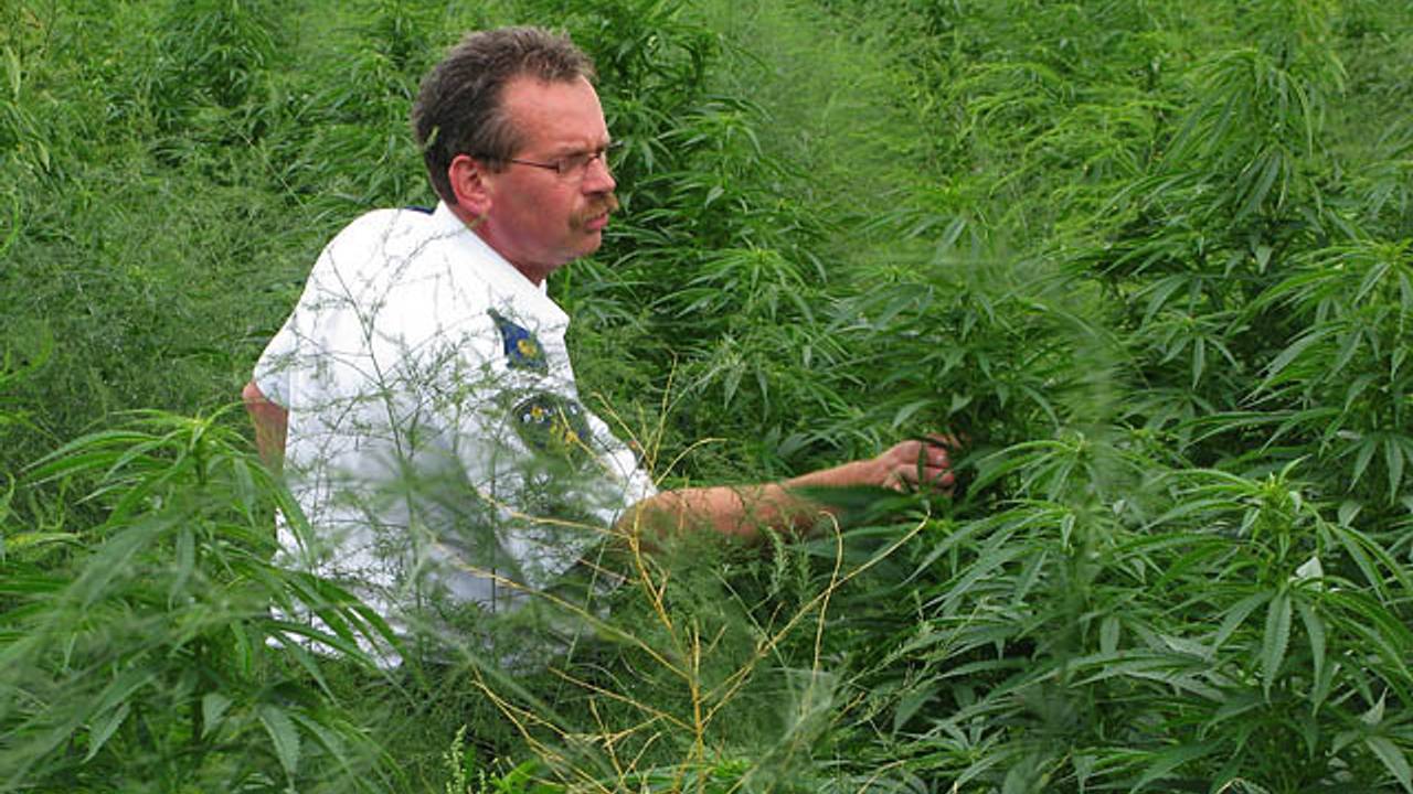 170 wietplantages werden in akkers ontdekt.