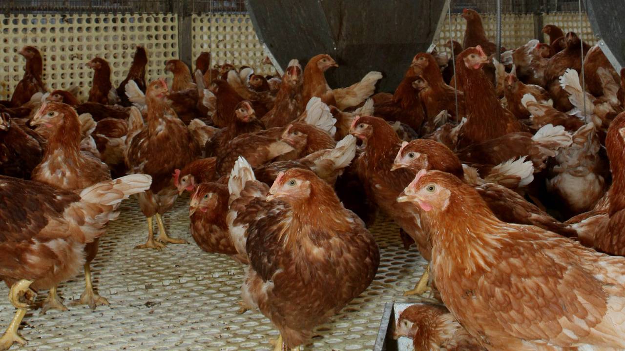 Er zou 'onomstotelijk verband' zijn met de afstand tot een kippenboerderij.