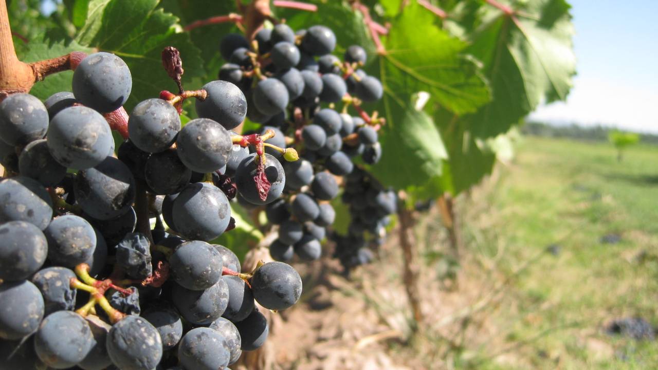 Druivenoogst valt tegen. Foto: stock.xchng