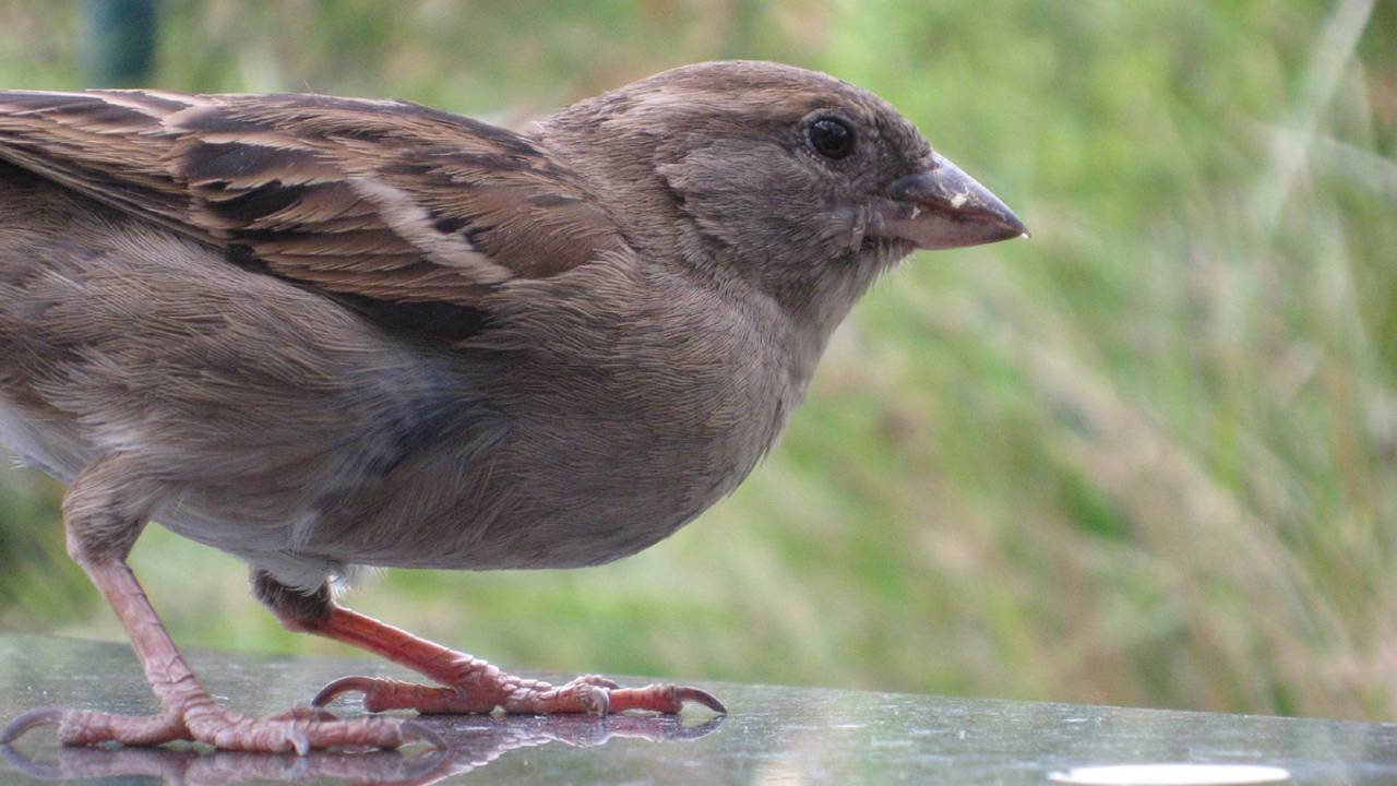 De huismus is ook een beschermde vogel.