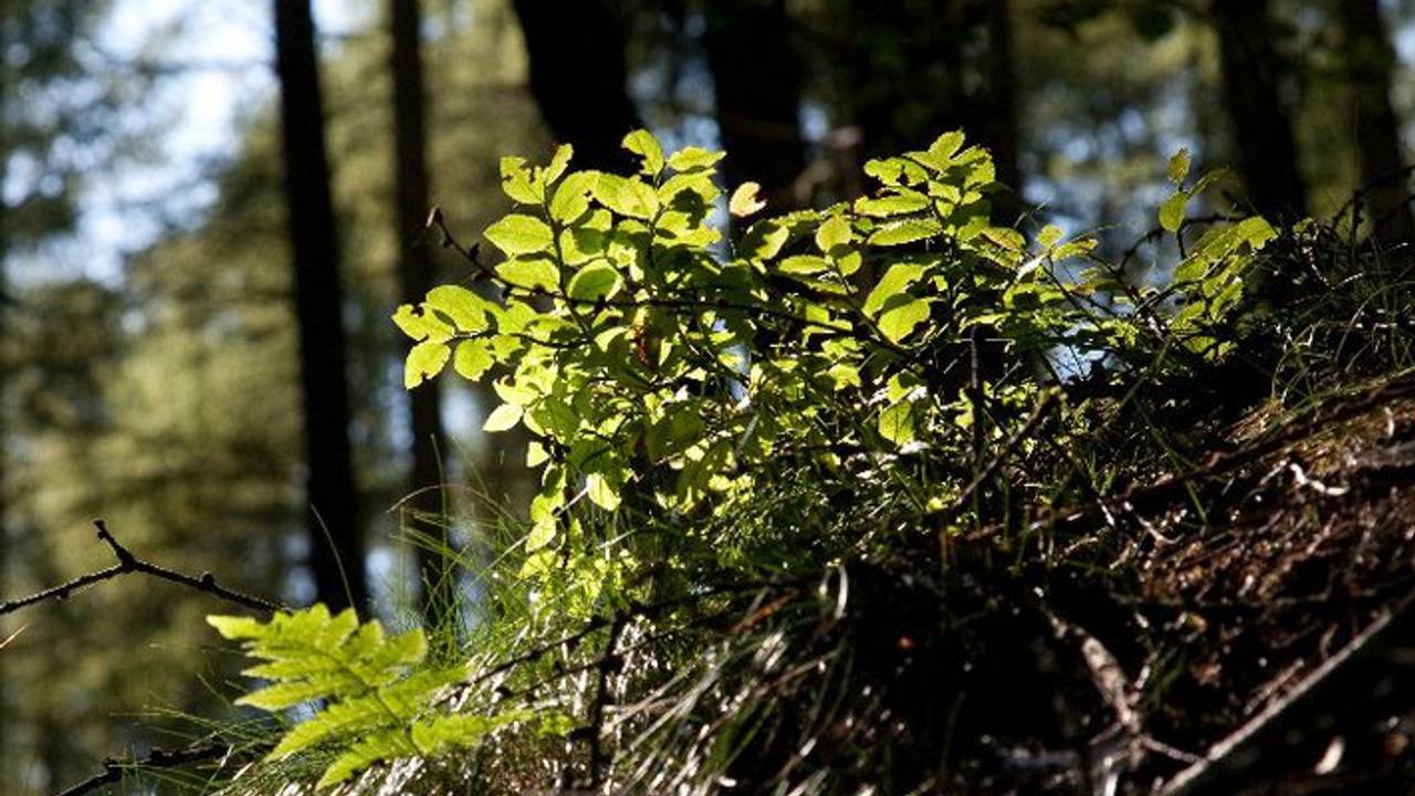 Stichting Arboretum Oudenbosch krijgt 50.000 euro subsidie.