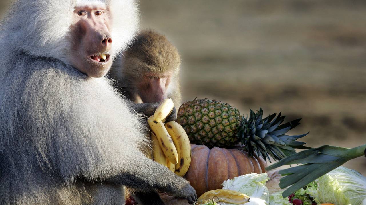 Beekse Bergen zoekt dierenarts voor één dag. (Foto: ANP)