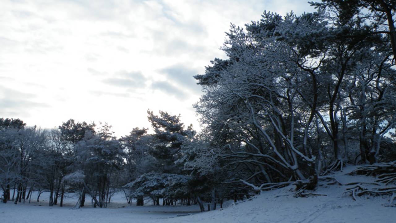 Ondank winter toch last van hooikoorts